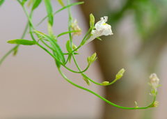 Linaria chalepensis