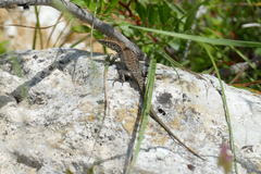 Algyroides nigropunctatus