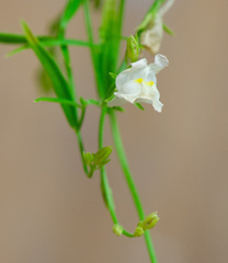 Linaria chalepensis