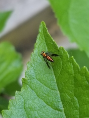 Condylostylus patibulatus