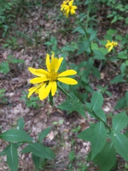 Verbesina helianthoides