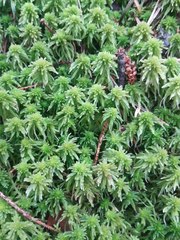 Sphagnum squarrosum