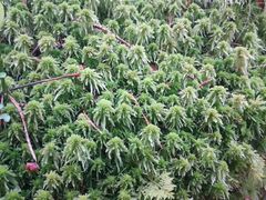Sphagnum squarrosum