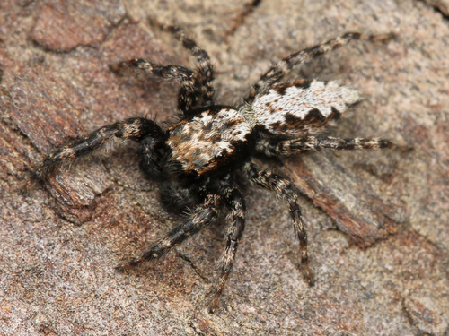 California Flattened Jumping Spider