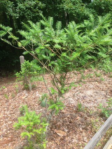 Torreya taxifolia image