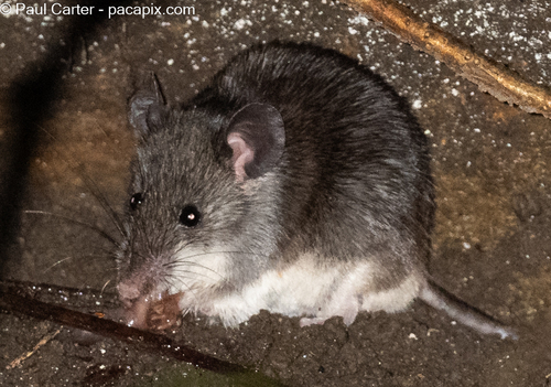 Sikkim Mouse (Mus pahari) — Least Concern Mammalia