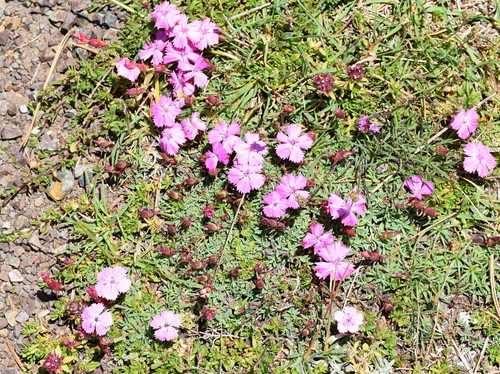 Dianthus haematocalyx, photograph 1