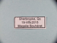 Meloe impressus