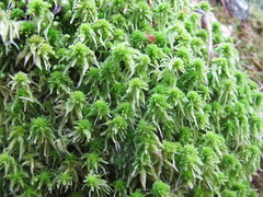 Sphagnum squarrosum
