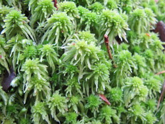Sphagnum squarrosum
