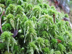 Sphagnum squarrosum