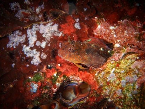 Zvonimir's Blenny
