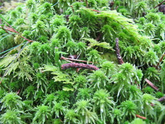 Sphagnum squarrosum