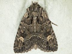 Aseptis binotata