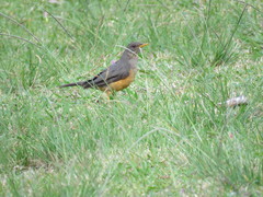 Turdus olivaceus