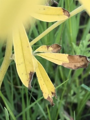 Pediomelum tenuiflorum