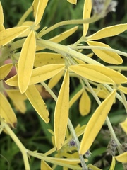 Pediomelum tenuiflorum