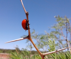 Leptinotarsa rubiginosa