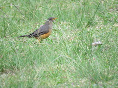 Turdus olivaceus