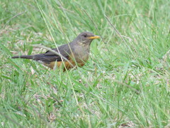 Turdus olivaceus