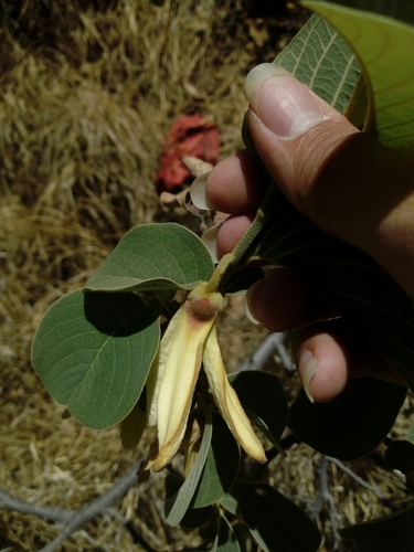 Annona longiflora, photograph 6