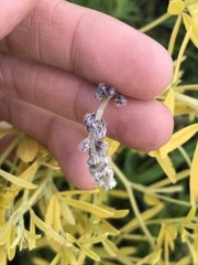 Pediomelum tenuiflorum
