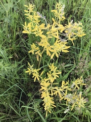 Pediomelum tenuiflorum
