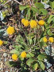 Arnica spathulata