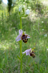 Ophrys oestrifera
