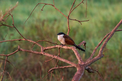 Centropus senegalensis