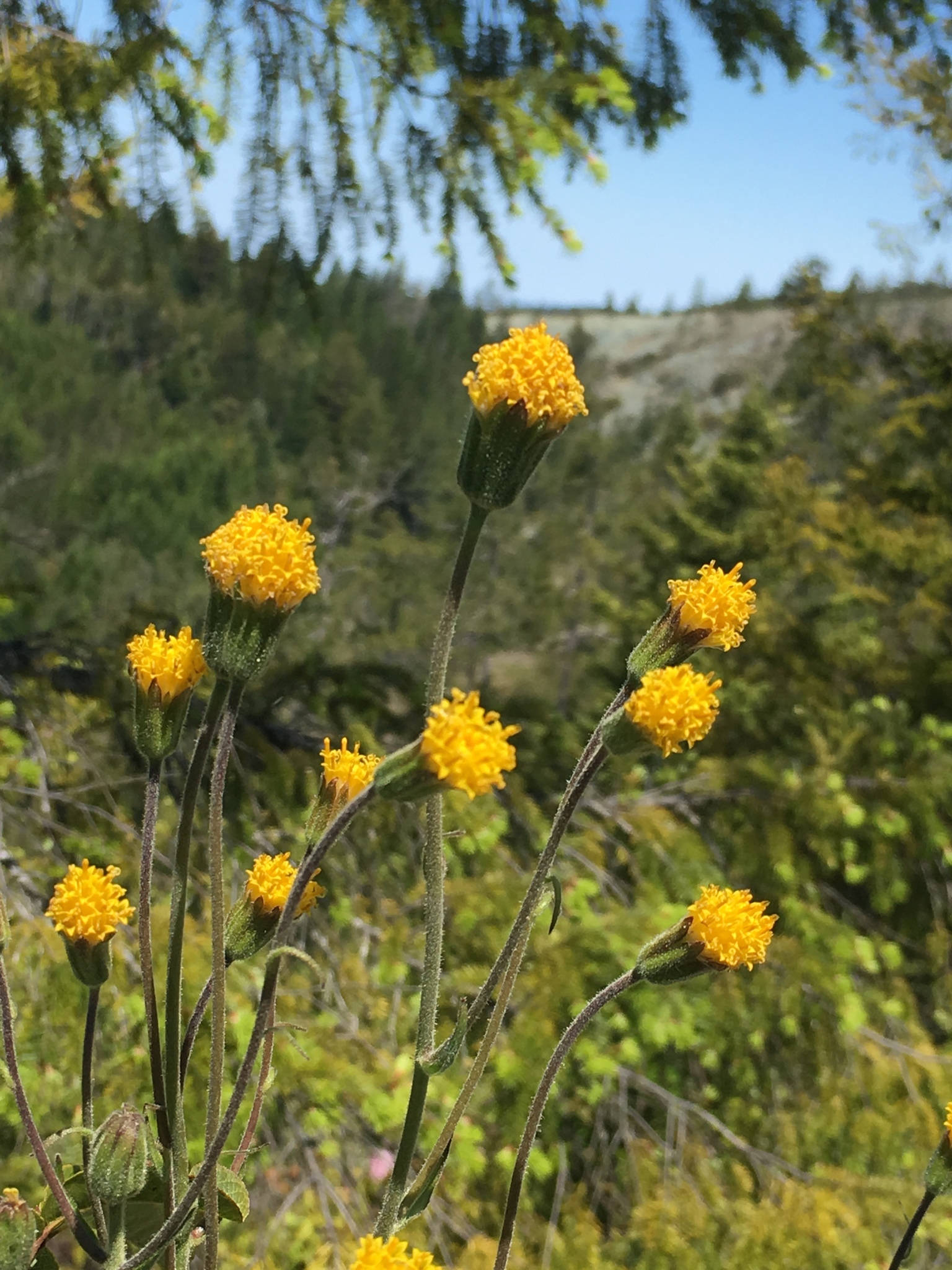 Arnica spathulata