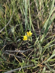 Physaria montana