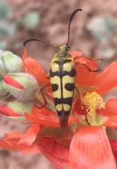 Lepturini