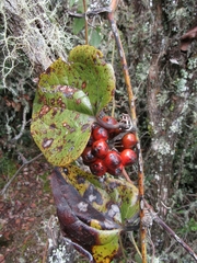 Smilax tomentosa