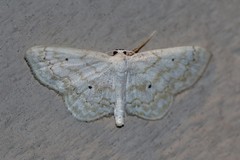 Idaea obfusaria