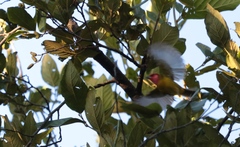 Piranga erythrocephala