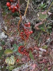 Smilax tomentosa