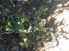 Crassothonna cacalioides