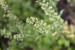 Lepidium bipinnatifidum