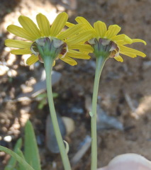 Crassothonna cacalioides