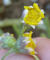 Crassothonna cacalioides