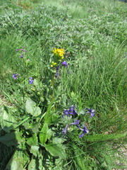 Senecio integerrimus exaltatus