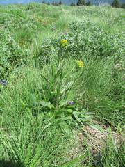 Senecio integerrimus exaltatus