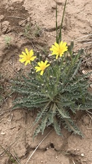 Crepis occidentalis pumila