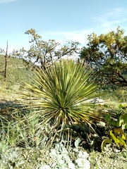 Dasylirion acrotrichum