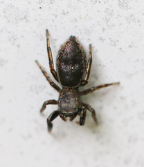 Tutelina formicaria