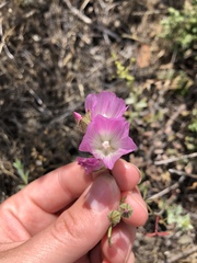 Sidalcea hartwegii