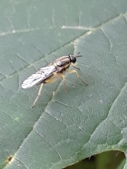 Solva pallipes