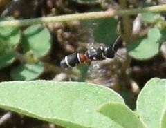 Leptochilus bellulus