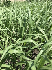 Tripsacum dactyloides